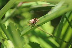Coreus marginatus