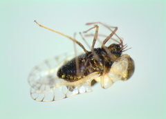 Galeatus scrophicus