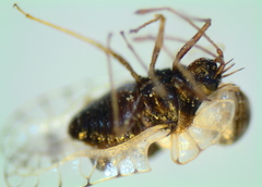 Galeatus scrophicus
