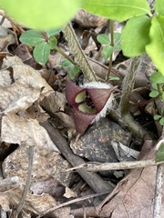 Asarum canadense reflexum