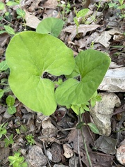 Asarum canadense reflexum