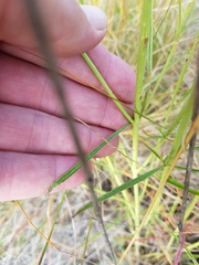 Cyphocarpa angustifolia