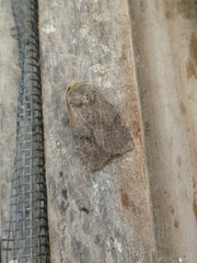 Conistra staudingeri