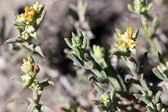 Delosperma fredericii