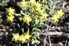 Delosperma fredericii