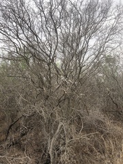 Senegalia berlandieri