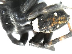 Hasarius adansoni