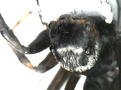 Hasarius adansoni
