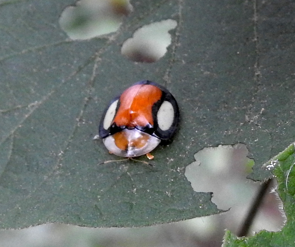 Aspidomorpha biguttata