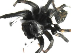 Hasarius adansoni
