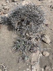 Convolvulus caput-medusae