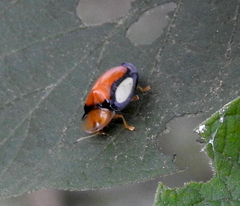 Aspidimorpha biguttata