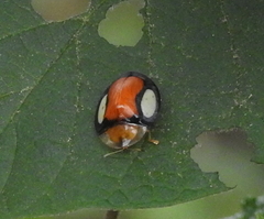 Aspidimorpha biguttata