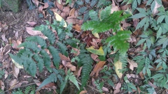 Microlepia obtusiloba