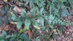 Microlepia obtusiloba