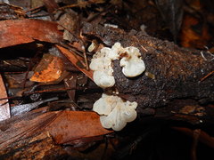 Auricularia mesenterica