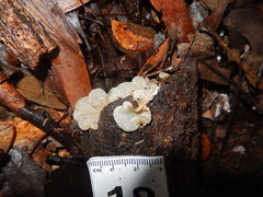 Auricularia mesenterica