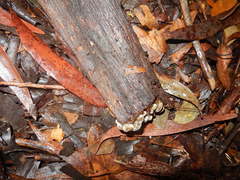 Auricularia mesenterica