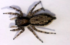 Menemerus bivittatus