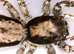 Menemerus bivittatus