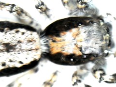 Menemerus bivittatus