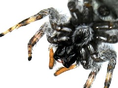 Menemerus bivittatus