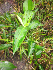 Commelina obliqua