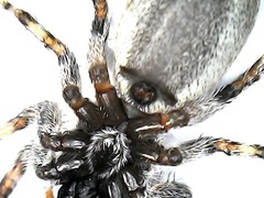 Menemerus bivittatus