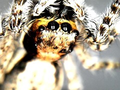 Menemerus bivittatus