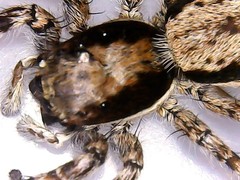 Menemerus bivittatus