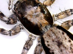 Menemerus bivittatus