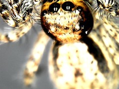 Menemerus bivittatus