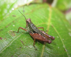 Scaria hamata