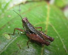 Scaria hamata