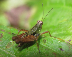 Scaria hamata