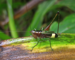 Conocephalus versicolor