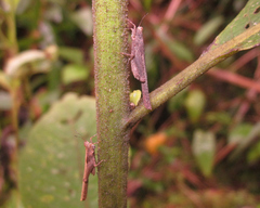 Stenodorsus extenuatus