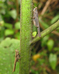 Stenodorsus extenuatus