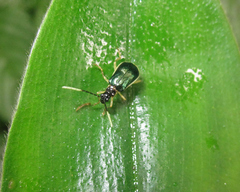 Paratriarius