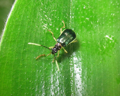 Paratriarius