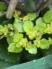Chrysosplenium oppositifolium
