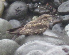 Hydropsalis climacocerca