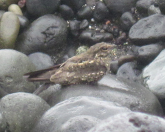 Hydropsalis climacocerca