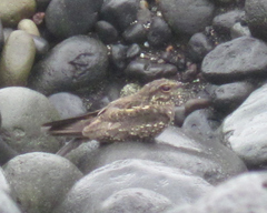 Hydropsalis climacocerca