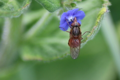 Rhingia