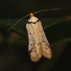 Philobota thiocrossa