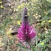 Trifolium purpureum - Photo (c) surfelife, μερικά δικαιώματα διατηρούνται (CC BY-NC), uploaded by surfelife
