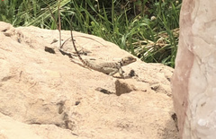 Laudakia nupta nupta