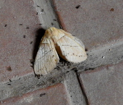 Philotherma rosa