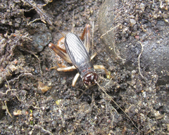 Anurogryllus